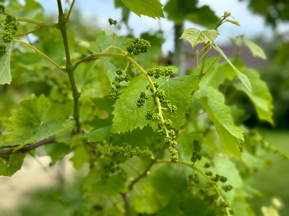 Фото: РБК Юг