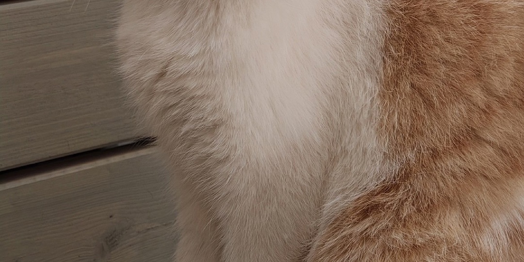 Ося, он де Оскар ищет дом