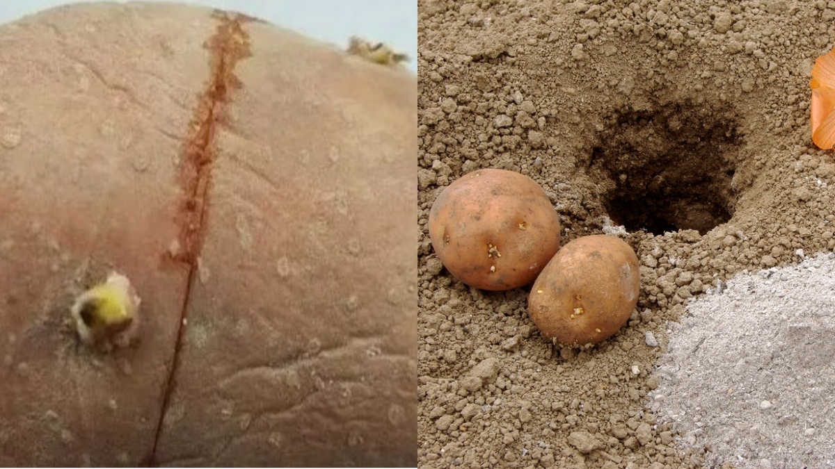 Надрез — инструмент, а не ритуал. Работает только при трех условиях