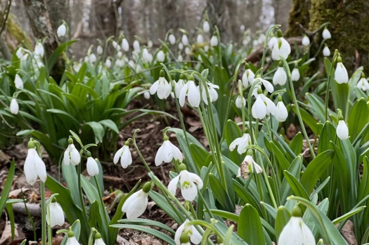    Воронежцев предупредили о наказании за сорванные подснежники