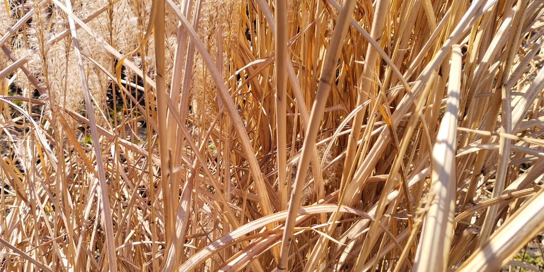 Еще одна попытка прожить день как задумано. То есть без лени и тоски, а с пользой