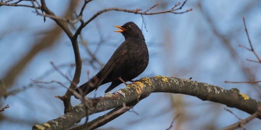    Алёна Бобрович