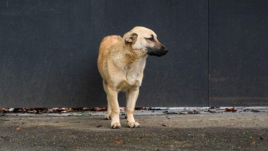 Фото: ИЗВЕСТИЯ/Эдуард Корниенко
