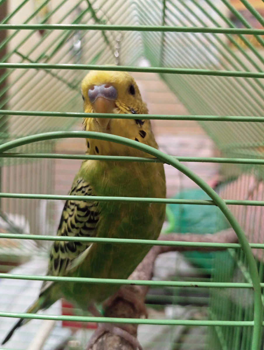 Наш любимчик Кеша