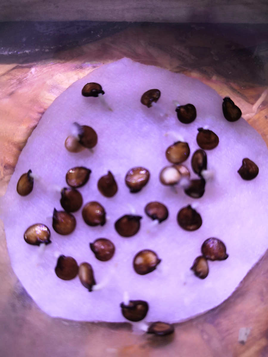 Видны "клювики" корешков