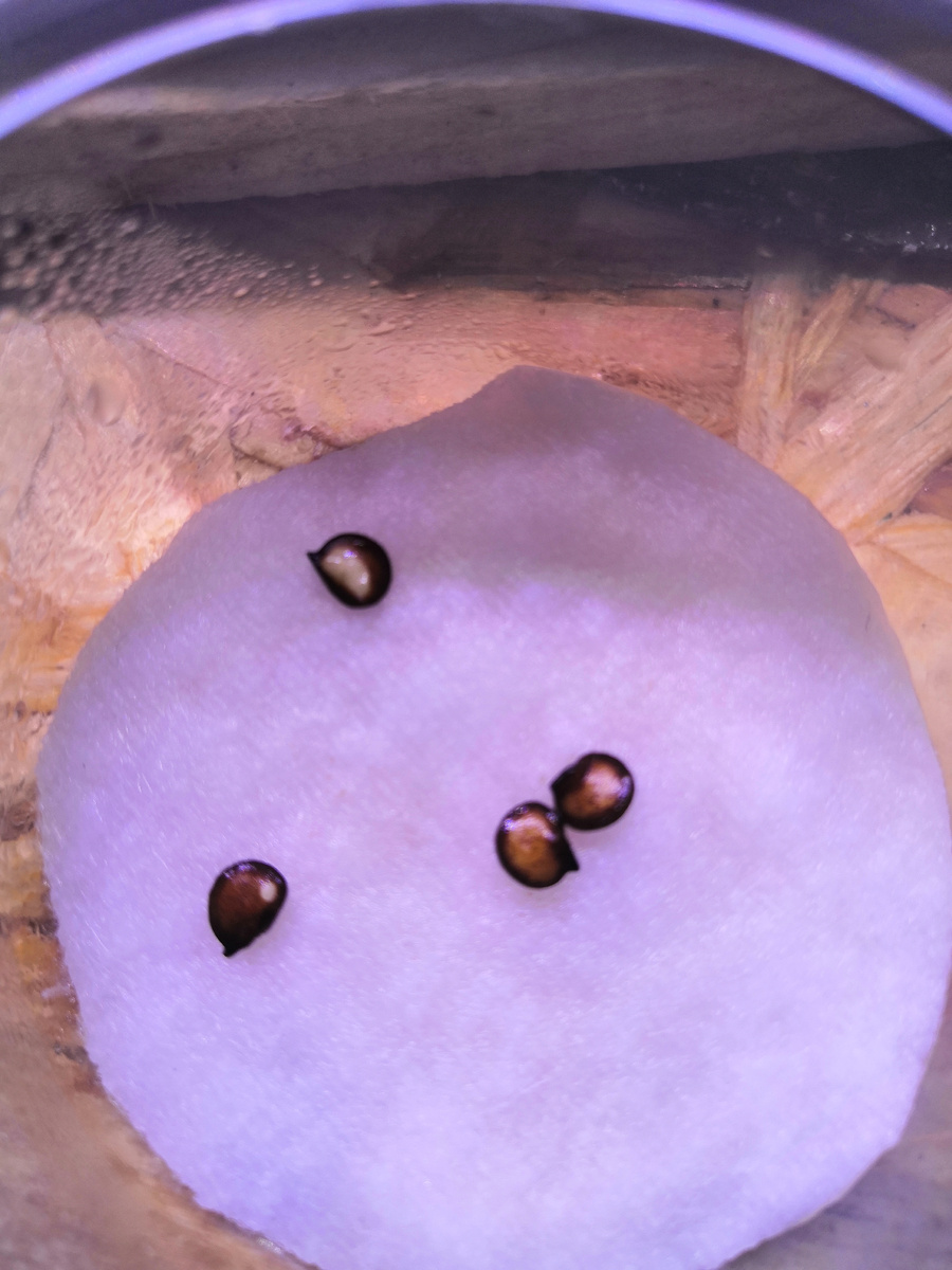 Покупные чего-то не проклевываются