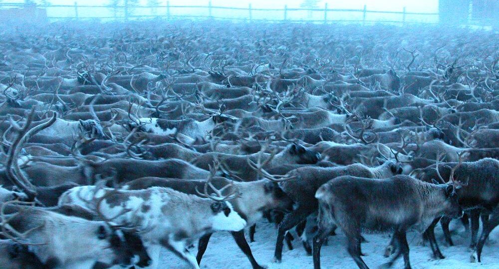 Мороз, тундра и тысячи копыт