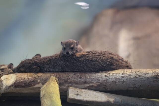 Фото: vk.com/kazzoobotsad