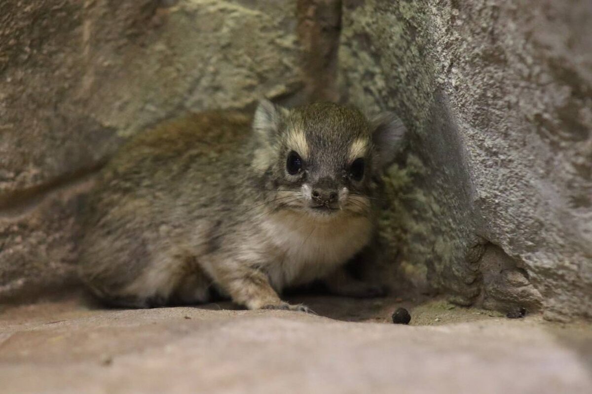 Казанский зооботсад