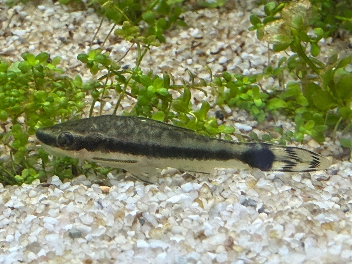 Попробуйте сфотографируйте этих юрких хвостиков! 