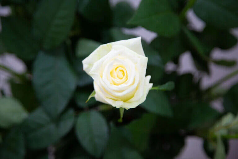    Фото: Общественная Служба Новостей Марта Леви