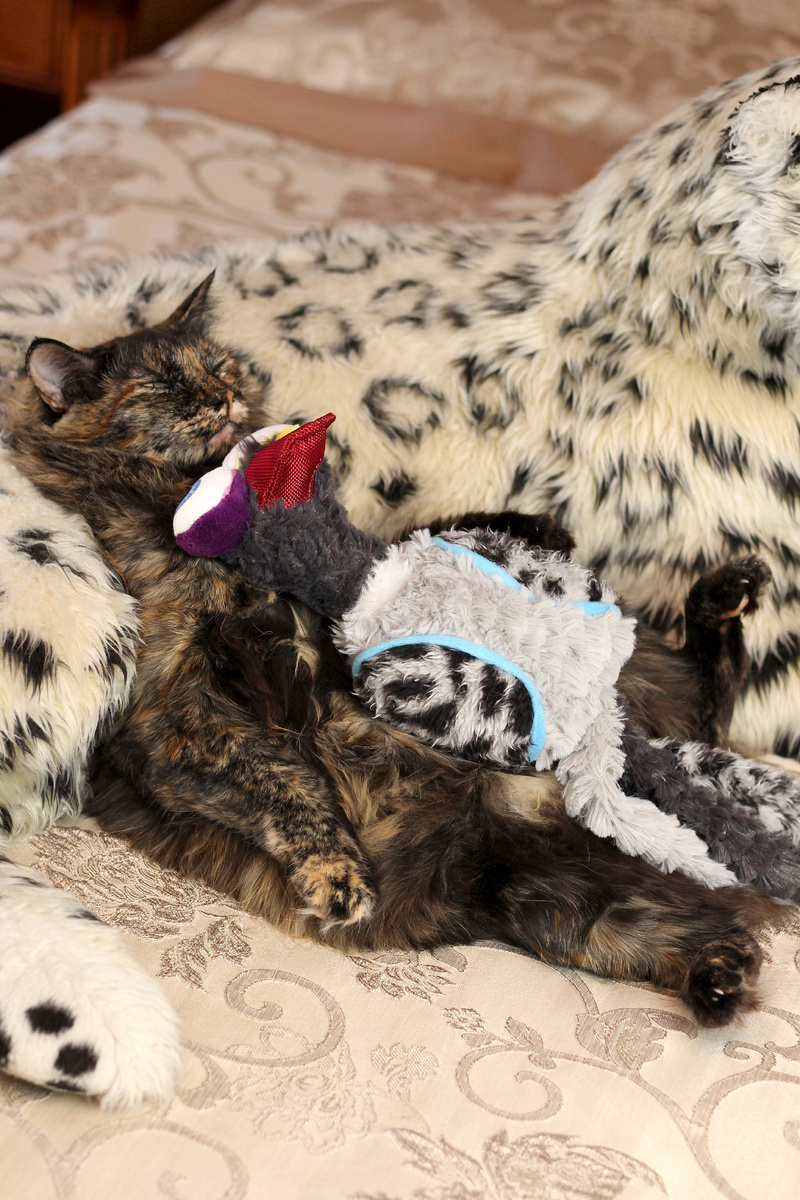 Мируся на расслабоне 😺