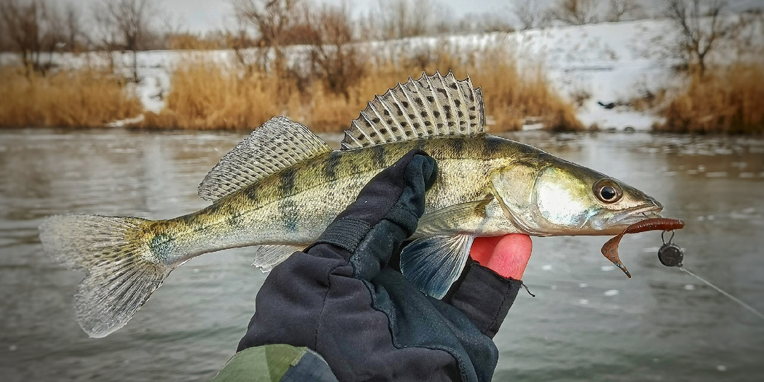 Где ловить судака в марте и какие приманки ему по вкусу?