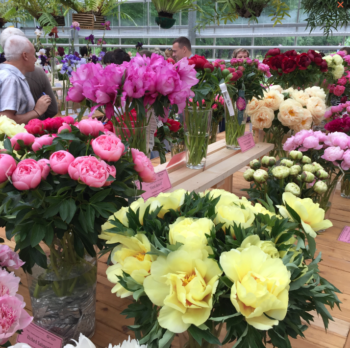 Экспозиция голландских пионов Peony Shop летом 2016 года в Аптекарского огороде