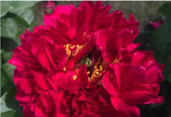 Новинки пионов в наших садах. Сеянец 'Caracalla'z проходит испытание в саду Анжелы Якименко