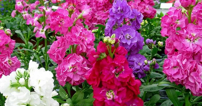 7 многолетников, которые зацветают уже в первый год и радуют глаз 🌸