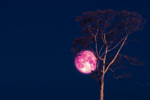 Darkfoxelixir/Shutterstock/FOTODOM   📷