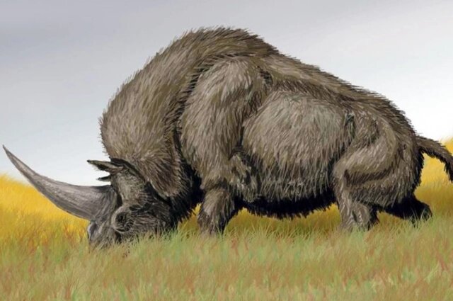    Изображение древнего носорога эласмотерия. Фото: ЮНЦ РАН