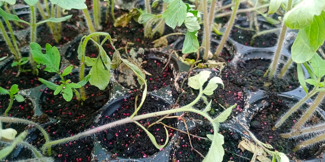 Всего две ошибки, а приводят к проблемной рассаде