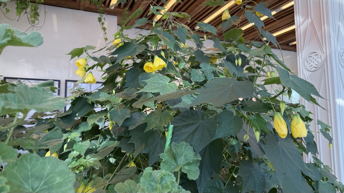 Царицыно. Оранжерея. Фото автора статьи