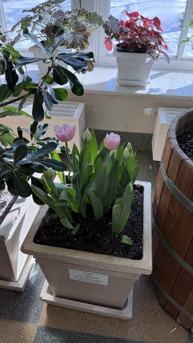 Царицыно. Оранжерея: Тюльпан "Даллас". Фото автора статьи