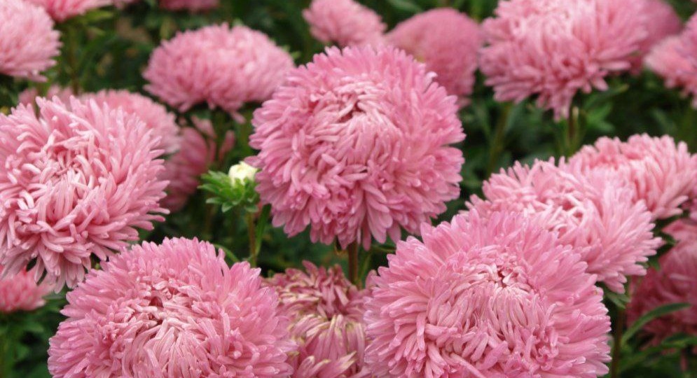 КОГДА САЖАТЬ ХРИЗАНТЕЛЛУ?