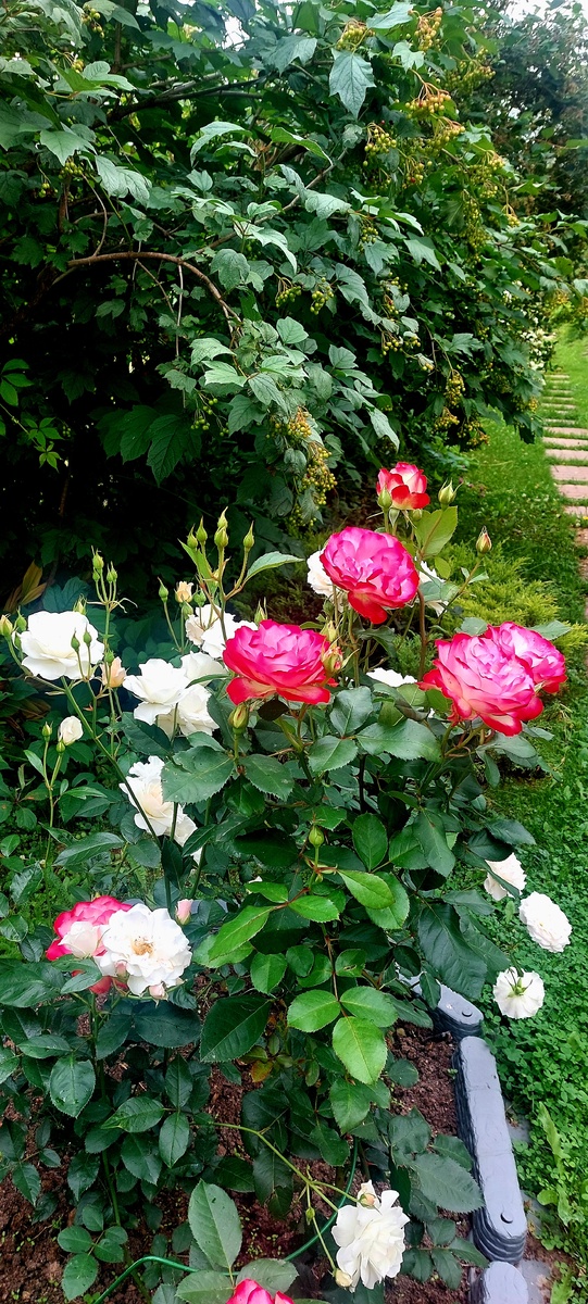 Юбилей принца Монако и Карт Бланш. Флорибунда