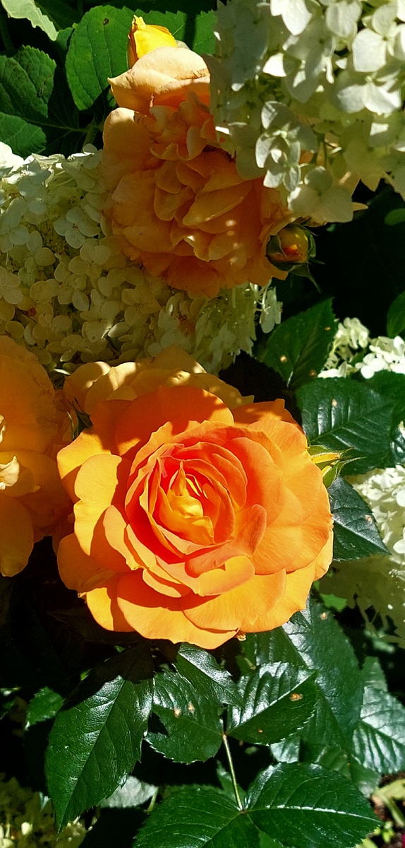 Голдэльзе. Флорибунда