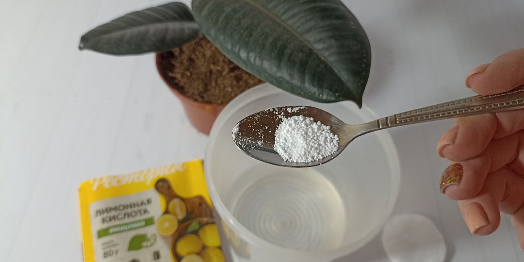Сияй, лист! Простой рецепт с лимонной кислотой для протирания комнатных растений