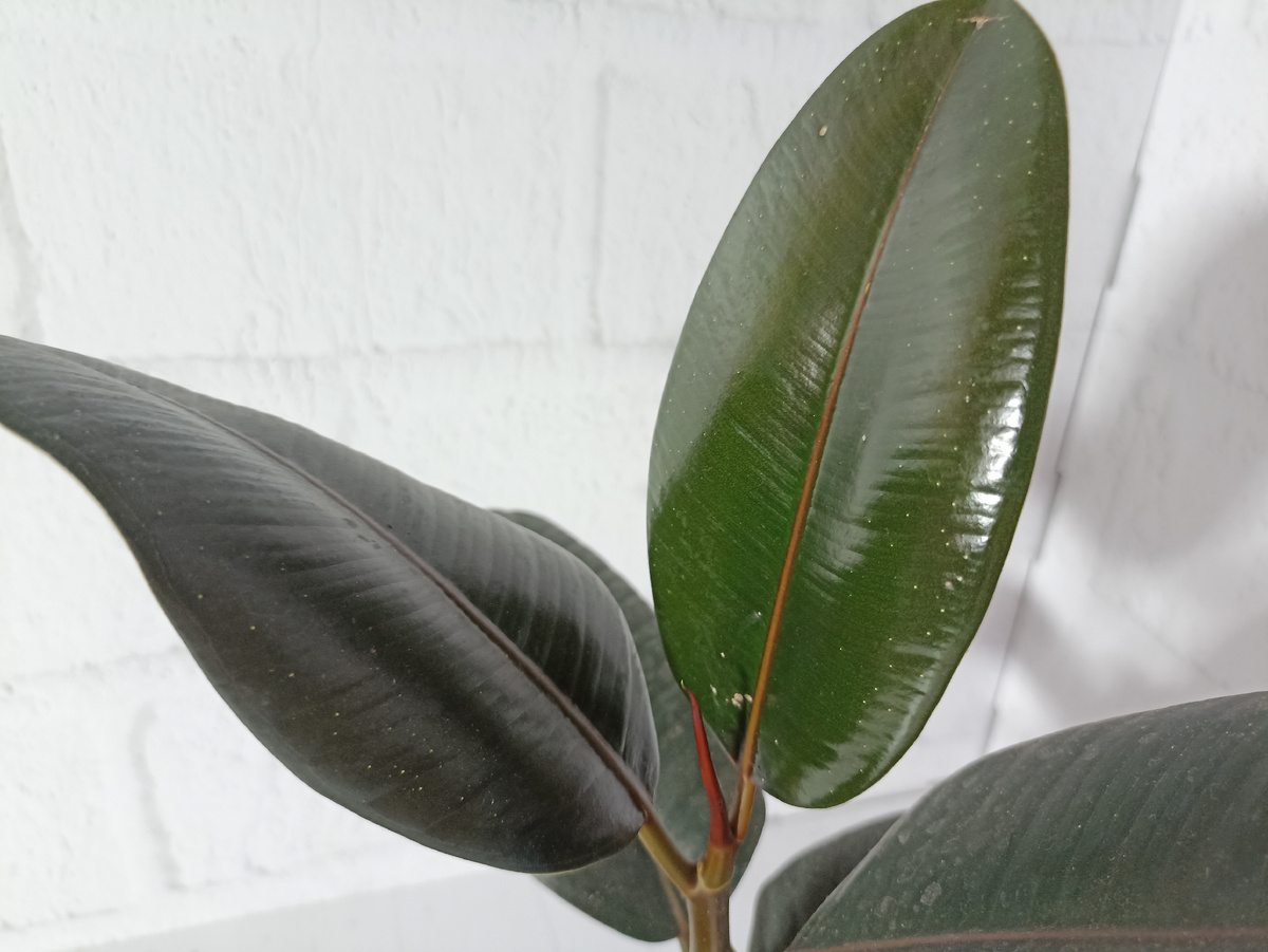 Новенький на подоконнике!