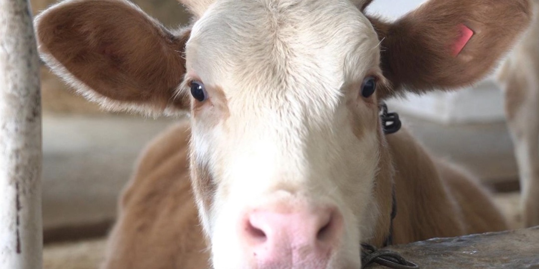 Бунт в Новосибирской области. Местные в гневе: Уверены, их скот режут в угоду "крупному агрохолдингу"