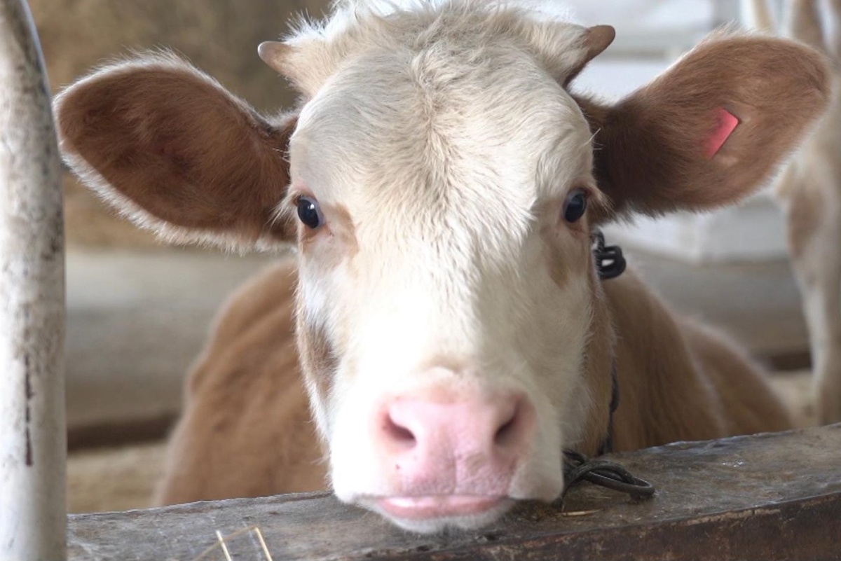 ФОТО: Из Сети