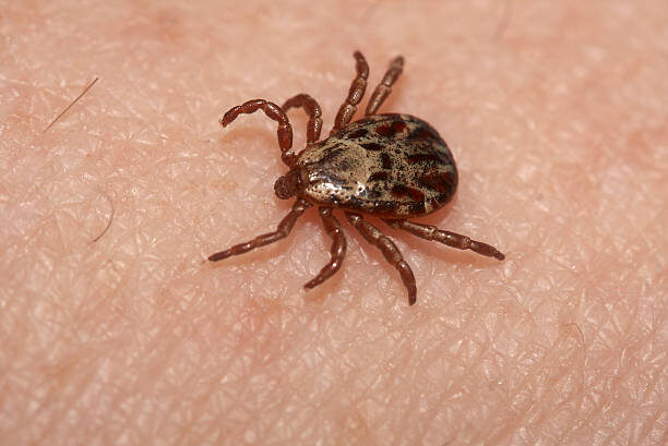    Wood tick on human body Александра Позднякова