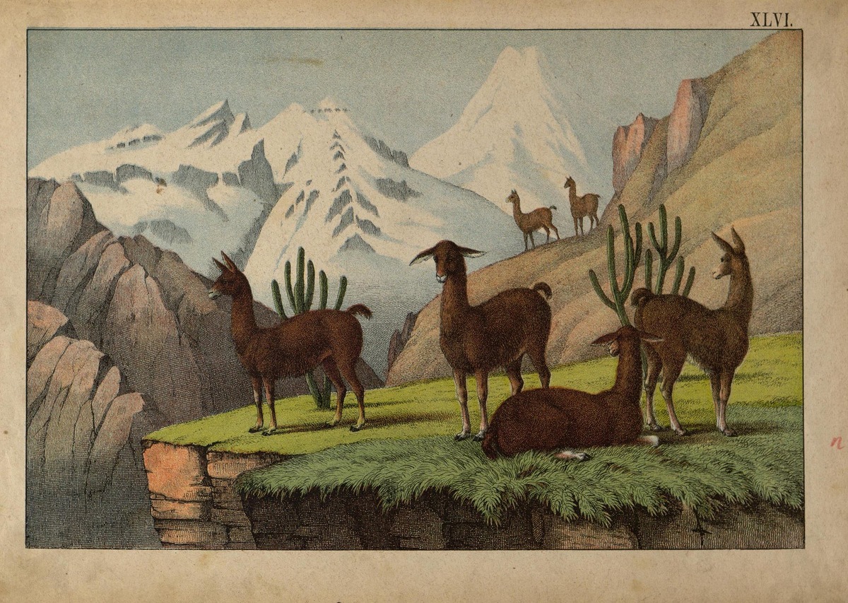 Ламы. Б. Хаммель. Россия, 1874 год Цветная литоргафия из серии «Мiръ въ картинахъ, дикiе звъри всъхъ частей свъта...». Государственный Эрмитаж
