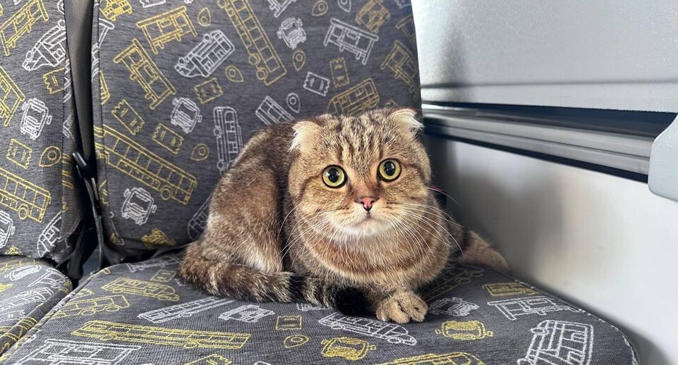    Министерство транспорта и дорожной инфраструктуры МО