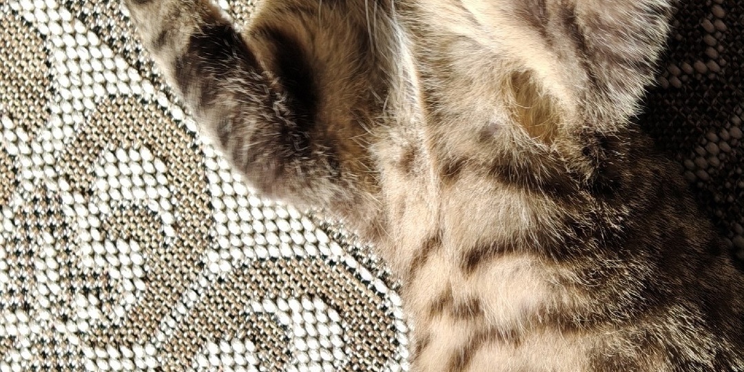 Уже полюбившийся нашим посетителям кот Компот