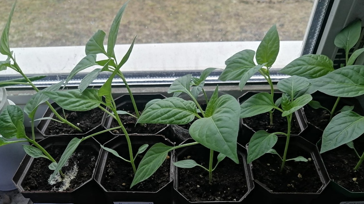 Вот такой она должна выглядеть перед высадкой — и такой она у меня была в тот злополучный год