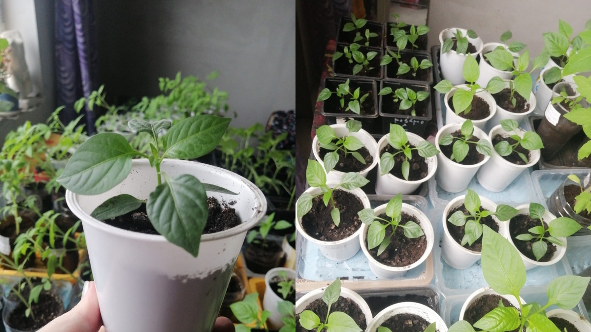 Сею сразу в отдельные стаканчики