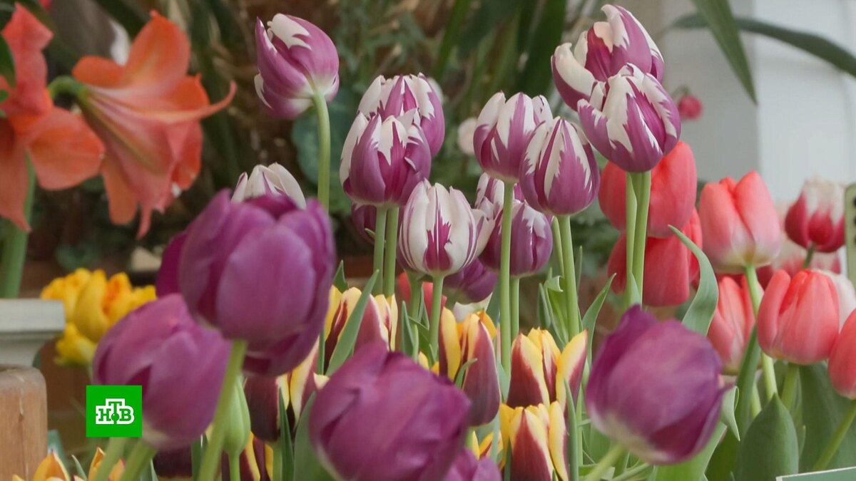    Выставка редких первоцветов открылась в «Царицыне»