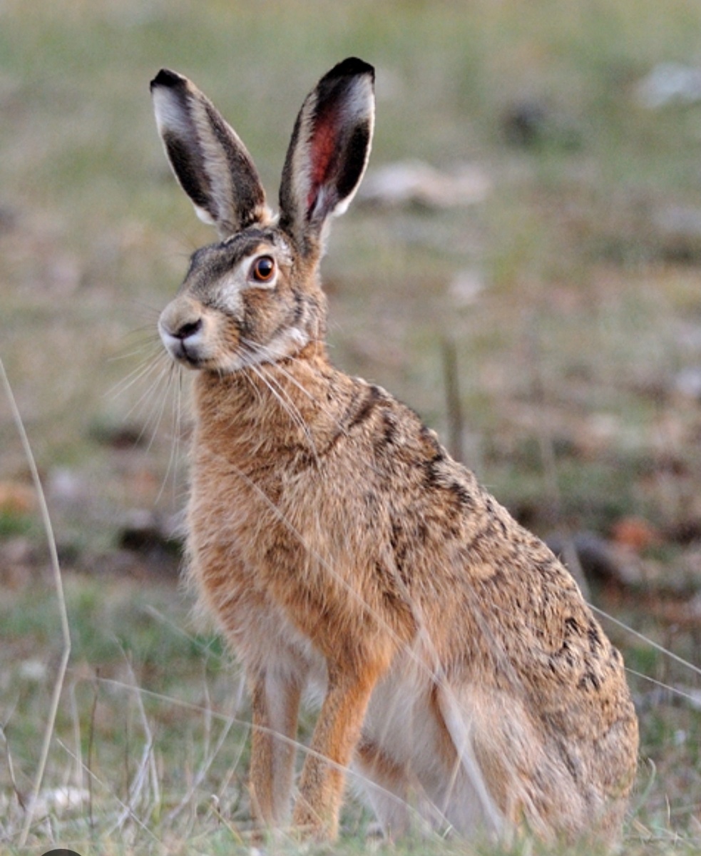 Заяц? Заяц, заяц. 