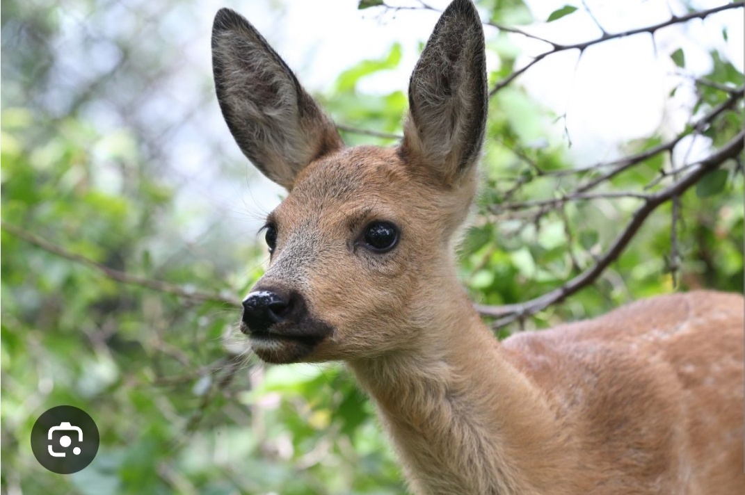 Заяц? Нет, косуля. А в траве можно и за зайца принять молоденькую косулю. 