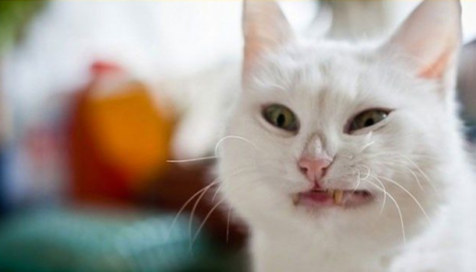 картинка из свободных источников сети Интернет