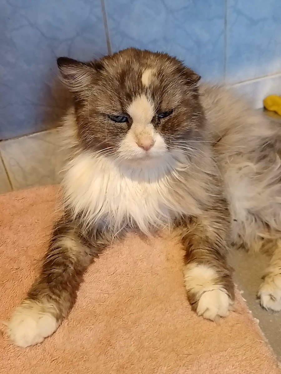 Алиса  Можно листать----------->