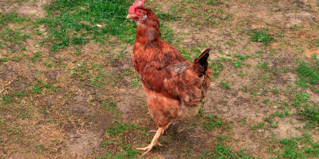 Куры породы Кубанская красная — внешний вид, уход, содержание