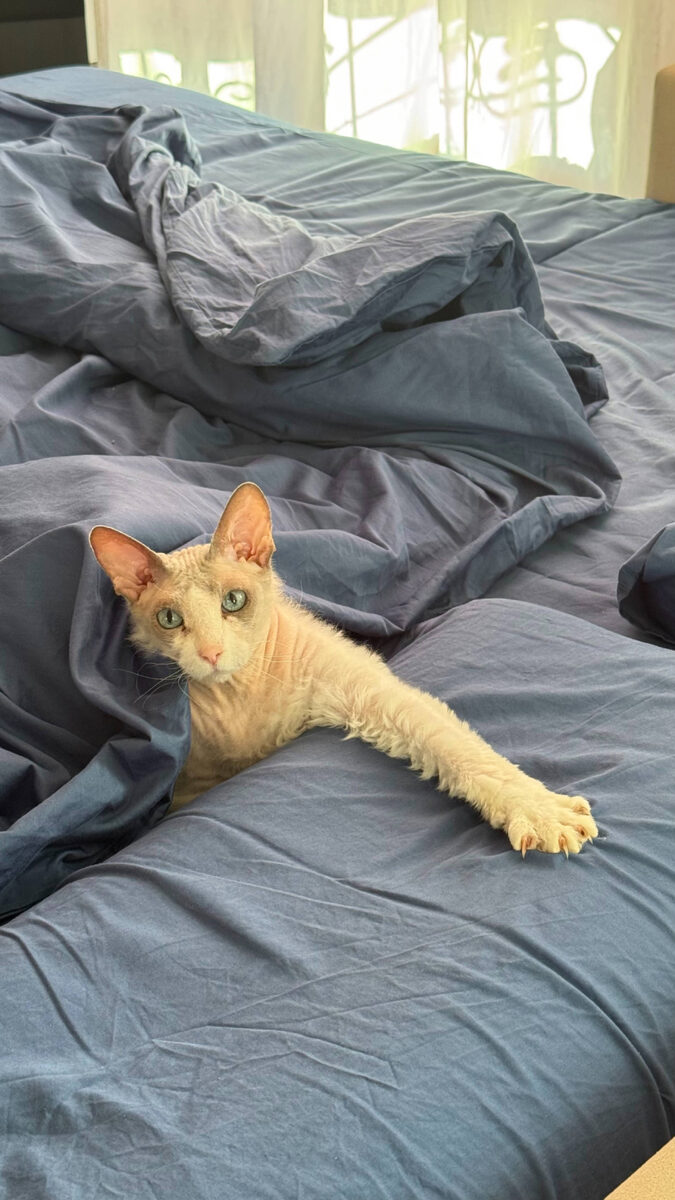 Порода называется Донской сфинкс и да , они бывают с шерсткой (могут быть вообще с полностью с шерстью, как обычные коты