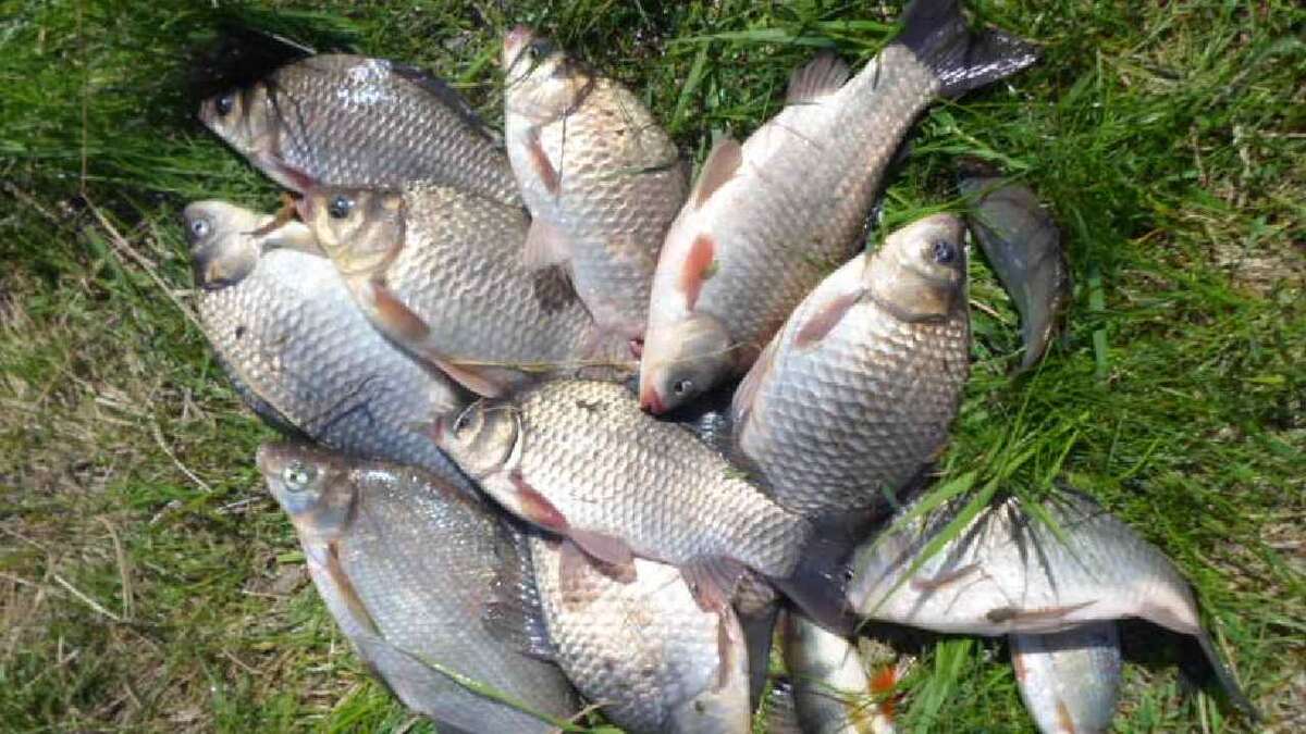 А это уже Подслушано Секреты Рыболова наловил на засолкку