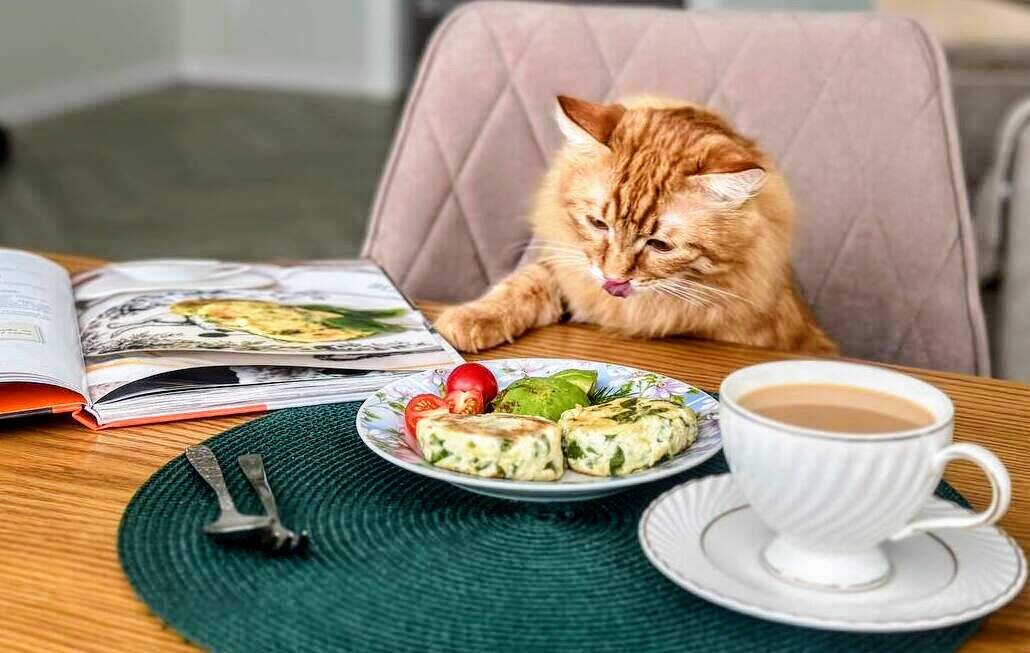 Кот Анастасии знает, что ему нужно. «Осознанная кулинария», сыр, шпинат, пачка творога и... отличный аппетит!