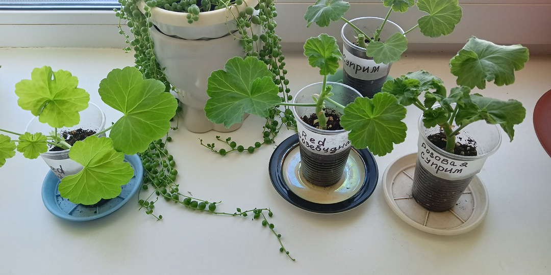 Укоренили черенки Пеларгонии а они не хотят расти???