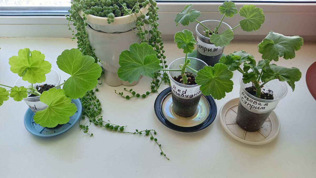 Черенки Пеларгонии 