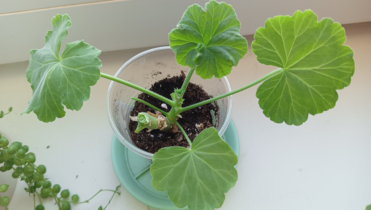 Промежуточный 